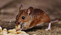24 Hour & Emergency Exterminators in Stillwater, OH